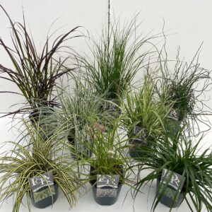 Siergrassen mix Siergras mix
(6 Plants/Order)(17cmP 30cmH)