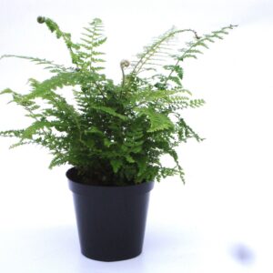 Polystichum setiferum Plumoso-densu Polystichum set. 'Plumosum Densum' ES11 0,7l
(15 Plants/Order)(11cmP 15cmH)