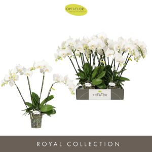 Phalaenopsis white more Ripsen Theatro Jazz 4 spike
(5 Plants/Order)(12cmP 60cmH)