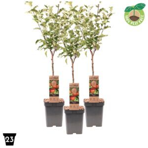 Malus Elstar From Vliet Malus dom. 'Elstar' Patiobomen 100% Fruit, P23
(1 Plants/Order)(23cmP 90cmH)