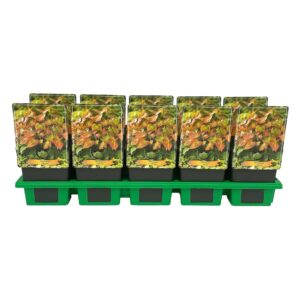 Epimedium x rubrum Epimedium rubrum P11
(10 Plants/Order)(11cmP 25cmH)