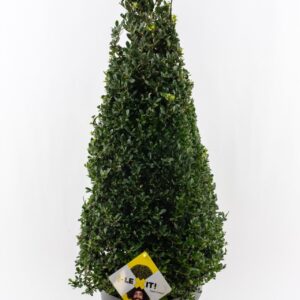 Ilex crenata Dark Green Ilex crenata Dark Green, P29, Cone 70-80cm
(1 Plants/Order)(29cmP 100cmH)