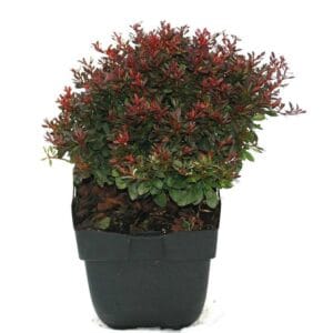 Berberis thunbergii Bagatelle
(6 Plants/Order)(17cmP 35cmH)