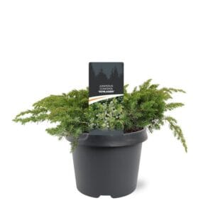 Juniperus conferta Schlager
(1 Plants/Order)(19cmP 25cmH)