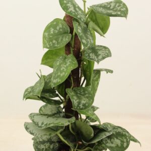 Scindapsus Trebie scindapsus pictus trebie Kratiste klimstok 50cm
(7 Plants/Order)(14cmP 50cmH)