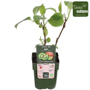 Actinidia deliciosa Jenny Actinidia del. 'Jenny'
(10 Plants/Order)(15cmP 50cmH)