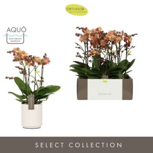 Phalaenopsis Multiflora Exclusivo Monaco Gold >4 spike in Molise White Aquo
(3 Plants/Order)(15cmP 45cmH)
