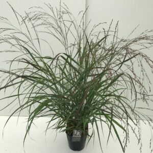 Panicum virgatum Squaw Panicum 'Squaw'
(1 Plants/Order)(23cmP 40cmH)
