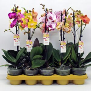 Phalaenopsis mixed mixed 1-tak 50cm (GROEN)
(12 Plants/Order)(12cmP 50cmH)
