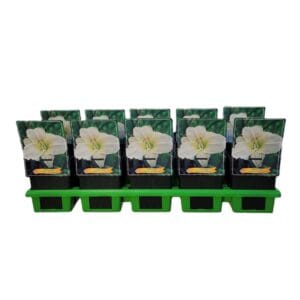 Hemerocallis White Temptation Hemerocallis 'White Temptation' P11
(10 Plants/Order)(11cmP 25cmH)