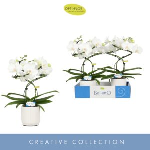 Phalaenopsis white more Ripsen Balletto Wing 2 spike in Lazio White
(2 Plants/Order)(12cmP 40cmH)