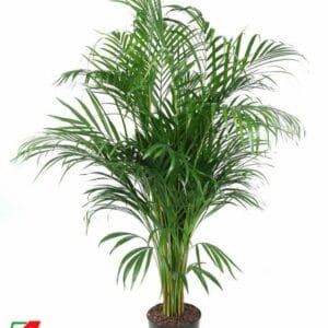 Chrysalidocarpus Dypsis Lutescens(Areca) P21-120
(3 Plants/Order)(21cmP 120cmH)