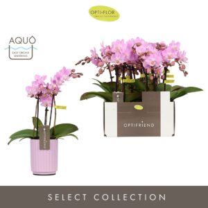 Phalaenopsis Multiflora Optifriend Lieke 3 spike in Molise Lilac Aquo
(6 Plants/Order)(7cmP 25cmH)