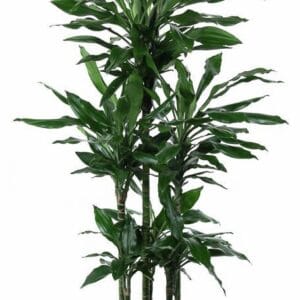 Dracaena Janet Lind Dracaena Janet Lind 90-carrousel
(1 Plants/Order)(31cmP 160cmH)