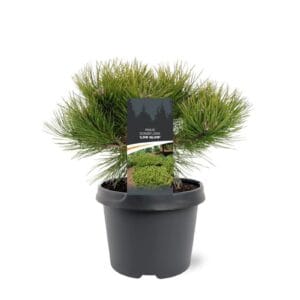 Pinus densiflora 'Low Glow'
(1 Plants/Order)(19cmP 30cmH)