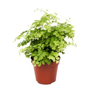 Adiantum Fragrans Adiantum Raddianum 'Fragrans'
(10 Plants/Order)(12cmP 30cmH)
