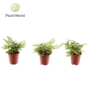 Varens other Tiny Rumohra Adiantiformis 'Variegata'
(20 Plants/Order)(5.5cmP 8cmH)