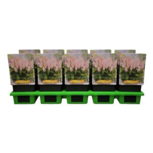 Astilbe Astilbe chinensis 'Vision Inferno' P11
(10 Plants/Order)(11cmP 25cmH)