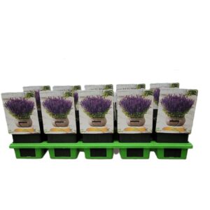 Salvia Salvia 'Synchro Blue' P11
(10 Plants/Order)(11cmP 25cmH)