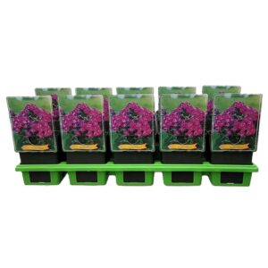 Phlox Paniculata Phlox Paniculata 'Bambini Desire' P11
(10 Plants/Order)(11cmP 25cmH)