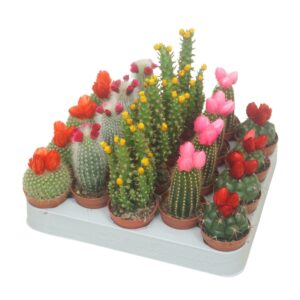 Cactus Cactus op rij 5,5 cm met strobloem (prik and plak)
(20 Plants/Order)(5.5cmP 8cmH)