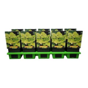 Hosta other Hosta 'Banana Kid' P11
(10 Plants/Order)(11cmP 25cmH)