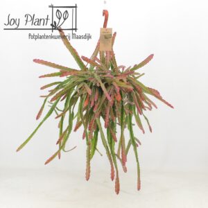 Lepismium cruciforme Lepismium crusiforme Red Tip
(3 Plants/Order)(21cmP 40cmH)