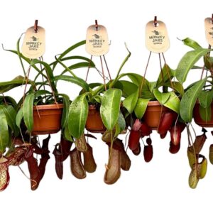Nepenthus Nepenthes Monkey Jars mix
(8 Plants/Order)(14cmP 45cmH)