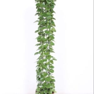 Cissus rotundifolia gaasrek
(1 Plants/Order)(27cmP 160cmH)
