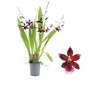 Cambria Barrocco Red Inca Cambria Barrocco Red 4+ spike 9cm
(6 Plants/Order)(9cmP 35cmH)