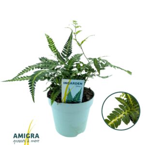 Arachniodes aristata Variegata Arachnoides aristata ‘Variegata’
(1 Plants/Order)(17cmP 30cmH)