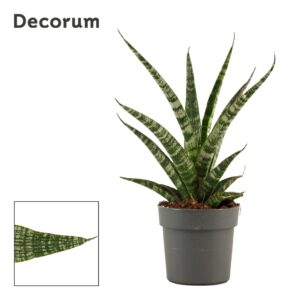 Sansevieria other Sansevieria Tiger Crown 12 cm (Decorum)
(10 Plants/Order)(12cmP 33cmH)