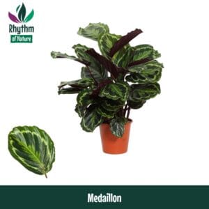 Calathea Medallion Calathea 19cm Medaillon - Rhythm of Nature
(1 Plants/Order)(19cmP 80cmH)