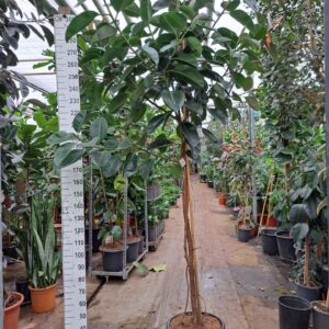 Ficus Elastica Robusta Ficus Elastica Robusta stam 310
(1 Plants/Order)(50cmP 300cmH)