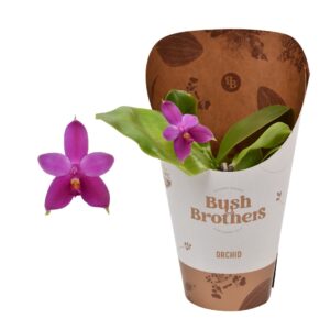 Phalaenopsis other Geurende Phalaenopsis Violacea
(6 Plants/Order)(12cmP 20cmH)