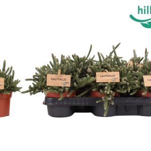 Rhipsalis baccifera subsp. horrida Rhipsalis baccifera 'Horrida' 10,5 cm
(10 Plants/Order)(10.5cmP 20cmH)