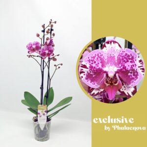 Phalaenopsis other purple more Molly 2-tak 60cm (GROEN)
(10 Plants/Order)(12cmP 60cmH)