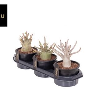 Adenium Baobab Adenium "Ansu" Baobab
(3 Plants/Order)(15cmP 30cmH)