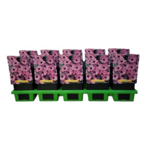 Geranium cinereum Ballerina Geranium cinereum 'Ballerina' P11
(10 Plants/Order)(11cmP 25cmH)