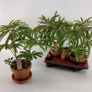 Begonia Begonia luxurians 16cm clay pot+saucer [Palm Begonia]
(2 Plants/Order)(16cmP 35cmH)