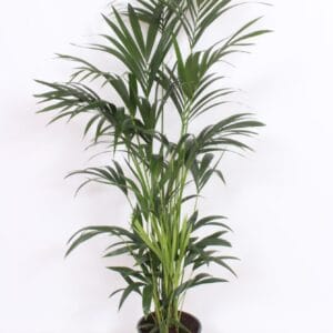 Howea forsteriana Howea forsteriana 10 per Pot
(1 Plants/Order)(27cmP 150cmH)