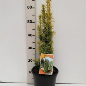 Taxus Fastigiata Aurea Taxus bacc. 'Fastigiata Aurea'
(1 Plants/Order)(19cmP 55cmH)