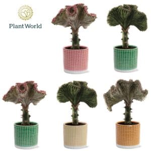 Euphorbia Cristata Euphorbia lactea 'Cristata' mix in Pot Elsa
(6 Plants/Order)(10.5cmP 30cmH)