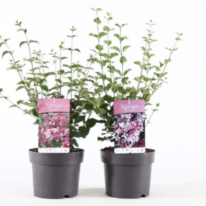 Syringa mix mey. P19/C3
(1 Plants/Order)(19cmP 45cmH)