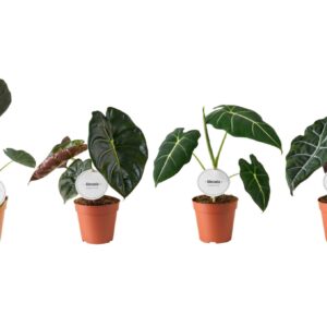 Alocasia mixed Alocasia mix high
(6 Plants/Order)(12cmP 30cmH)