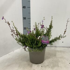 Daboecia cantabrica Atropurpurea
(1 Plants/Order)(15cmP 20cmH)