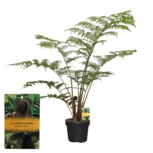 Cyathea cooperi Cyathea Cooperii (Australian Tree Fern)
(1 Plants/Order)(29cmP 140cmH)