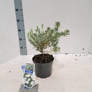 Convolvulus cneorum Convolvulus cneorum
(1 Plants/Order)(17cmP 25cmH)