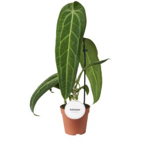 Anthurium Leaf Anthurium Warocqueanum
(8 Plants/Order)(12cmP 45cmH)