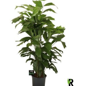 Caryota mitis Caryota mitis
(1 Plants/Order)(21cmP 110cmH)